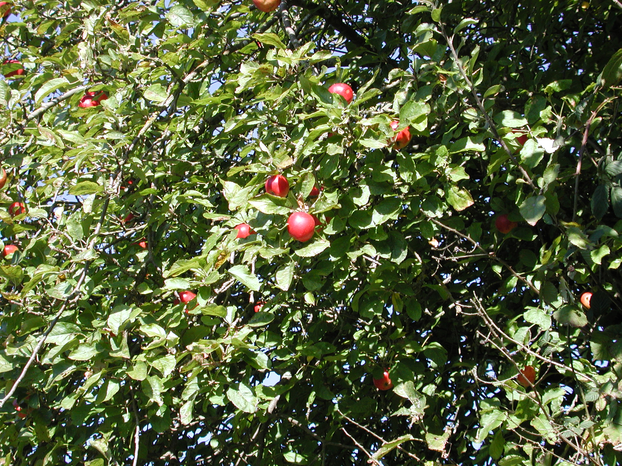 DSCN5343.JPG, 1197269 bytes, 10/14/02