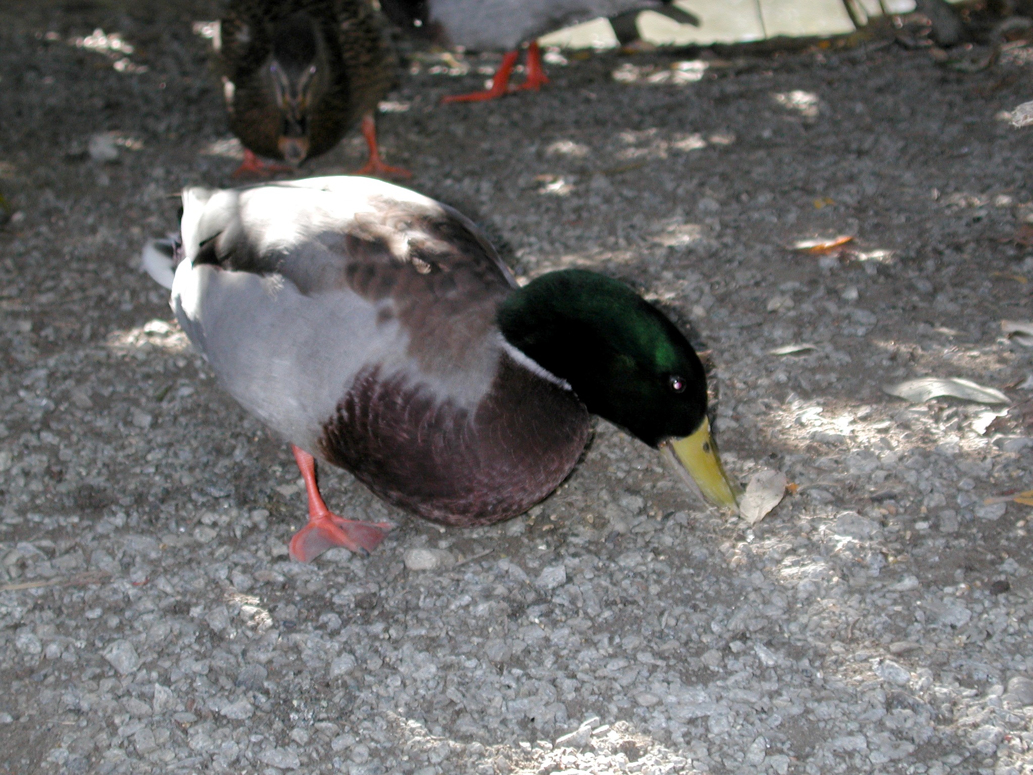 DSCN5344.JPG, 795874 bytes, 12/27/02