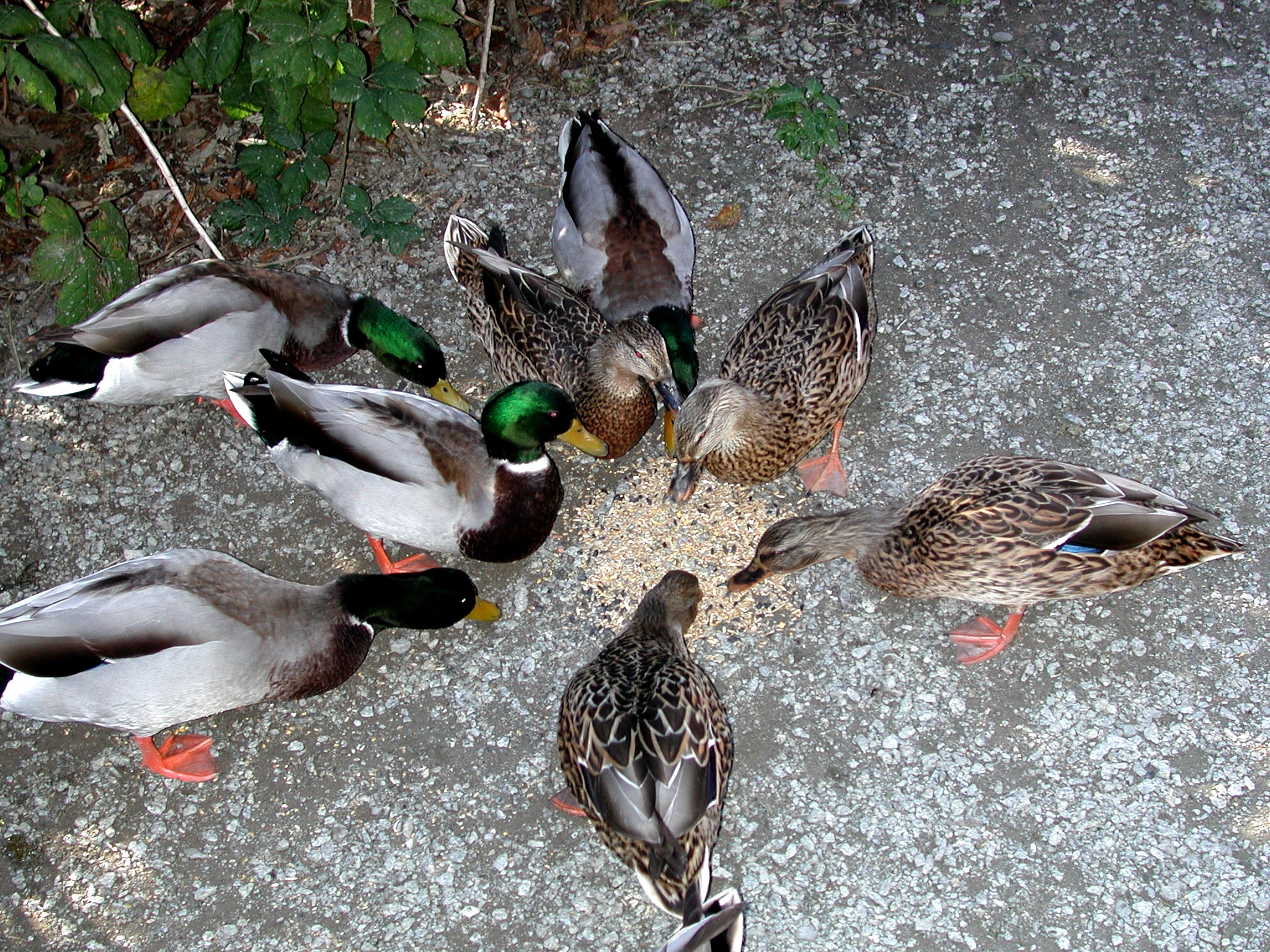 DSCN5346.JPG, 1238945 bytes, 10/20/02