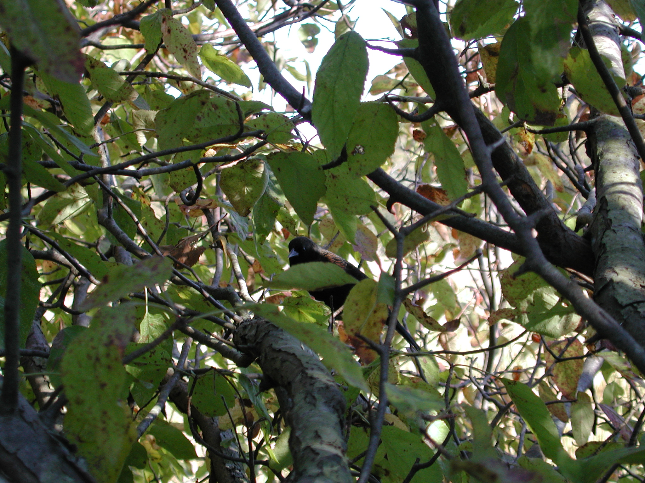 DSCN5358.JPG, 1112774 bytes, 10/14/02