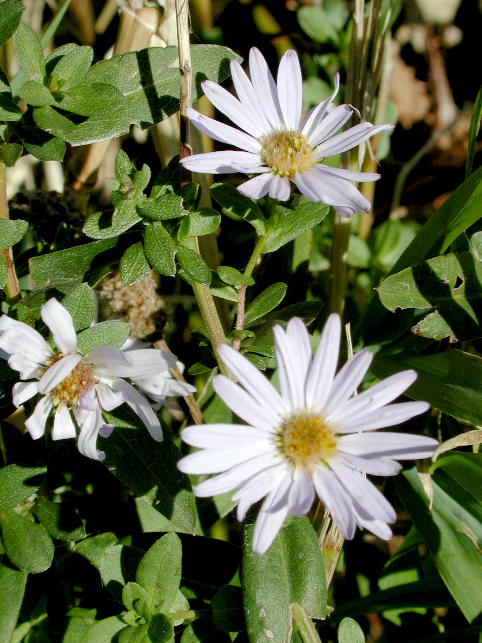 DSCN5367.JPG, 773324 bytes, 12/27/02