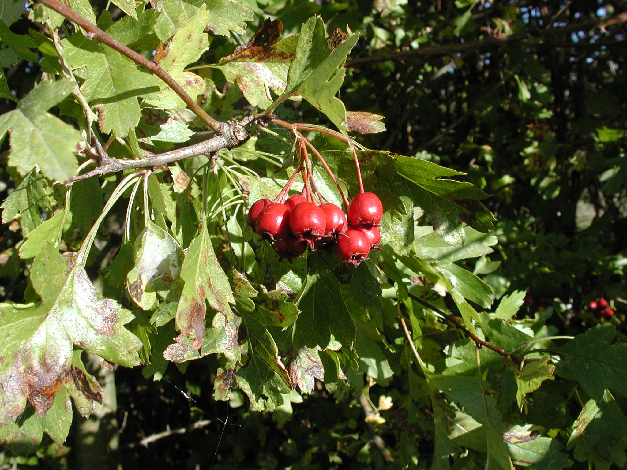 DSCN5368.JPG, 1089043 bytes, 10/14/02