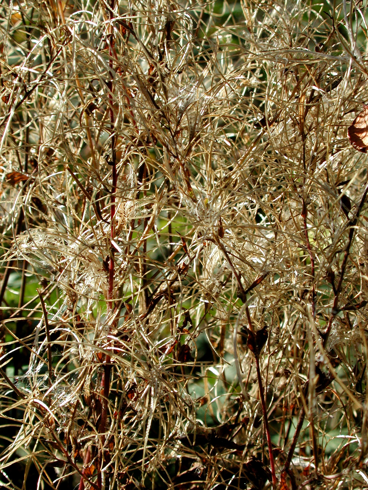 DSCN5383.JPG, 1199410 bytes, 12/27/02