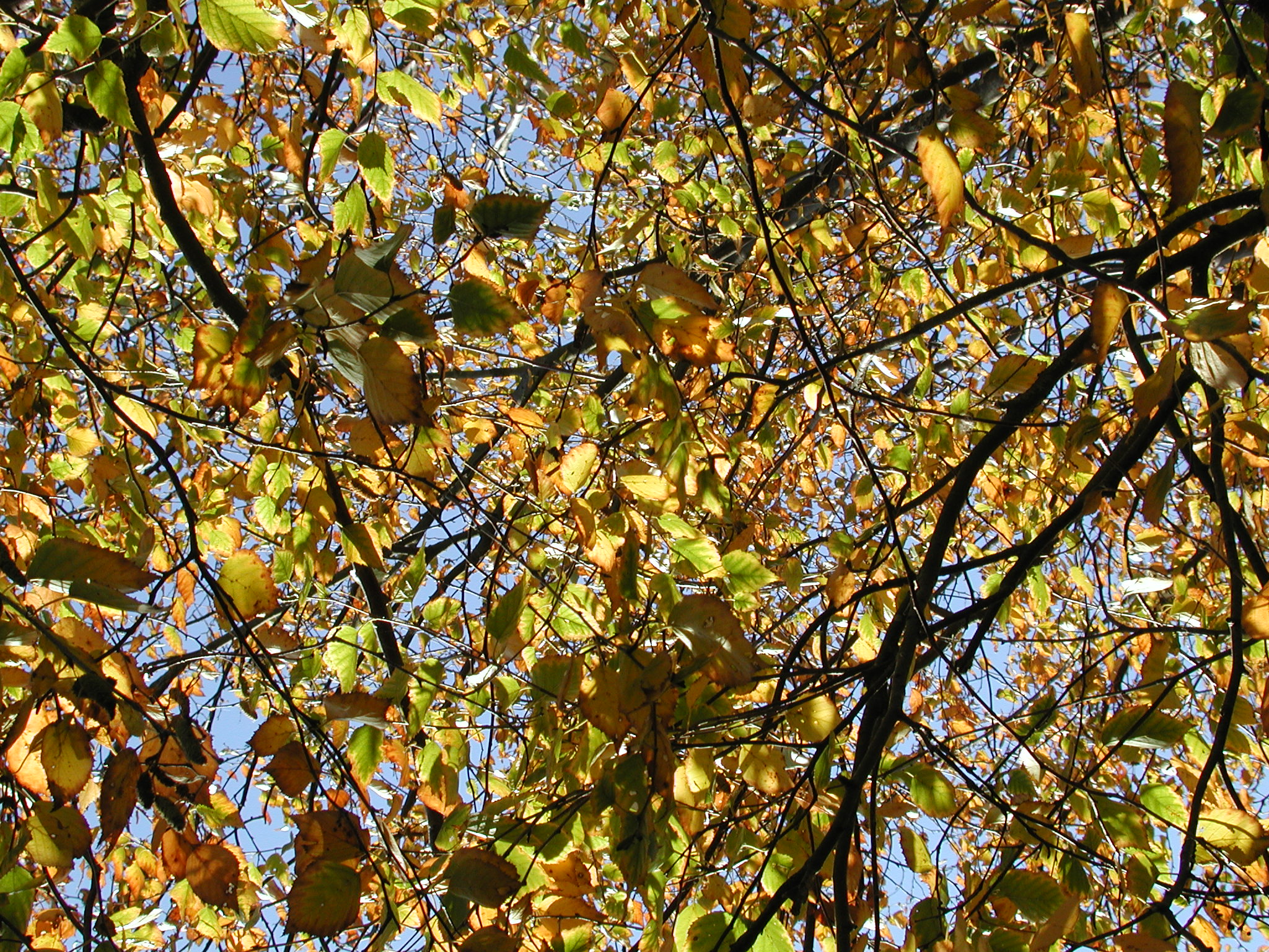 DSCN5389.JPG, 1251757 bytes, 10/14/02