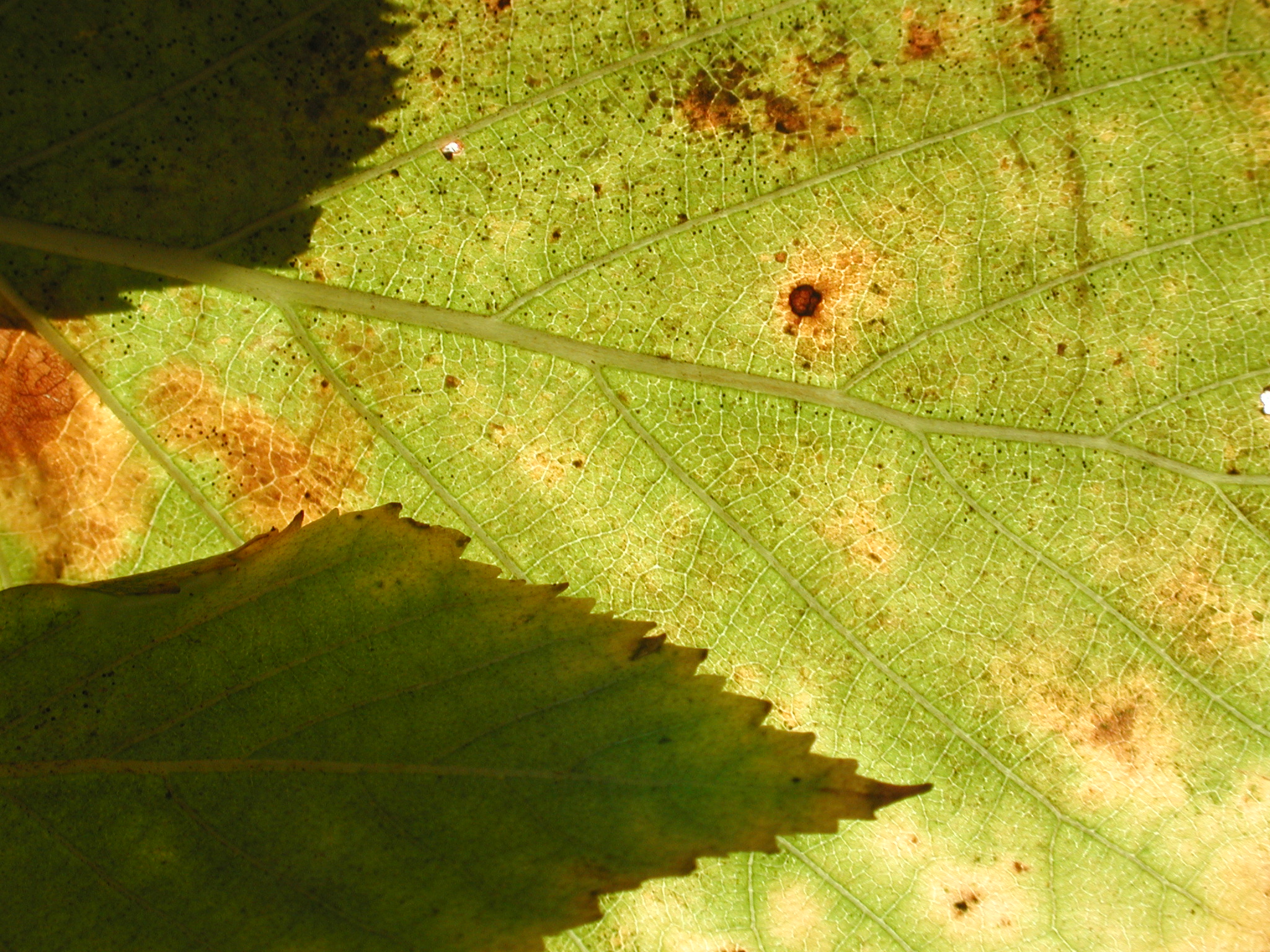 DSCN5394.JPG, 1124373 bytes, 10/14/02