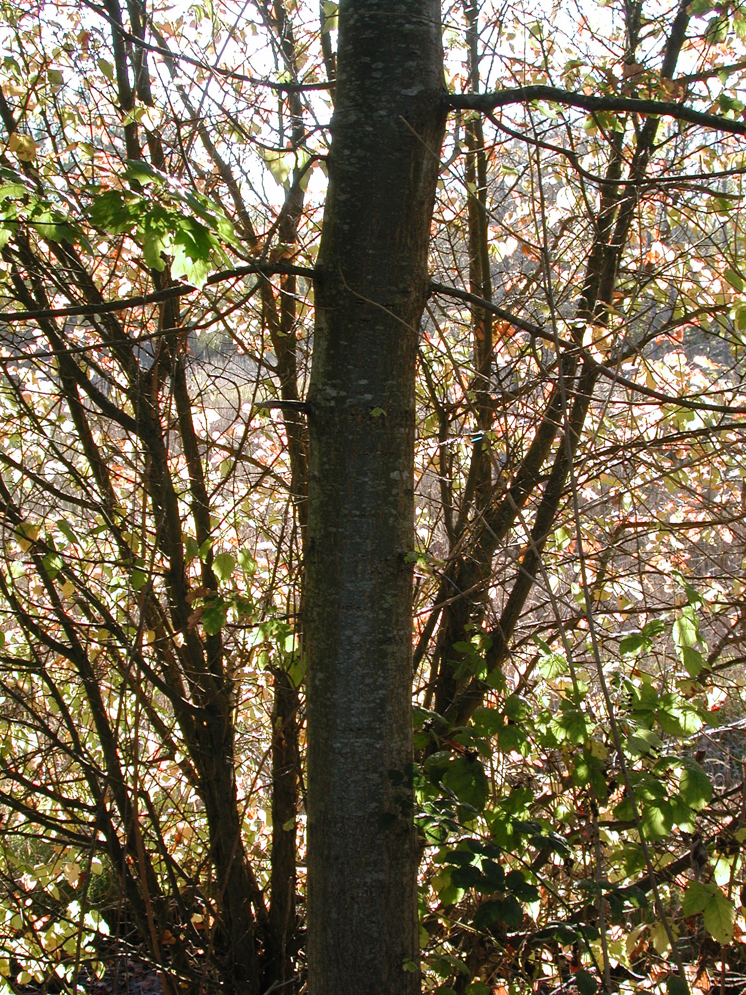 DSCN5402.JPG, 1304948 bytes, 10/14/02