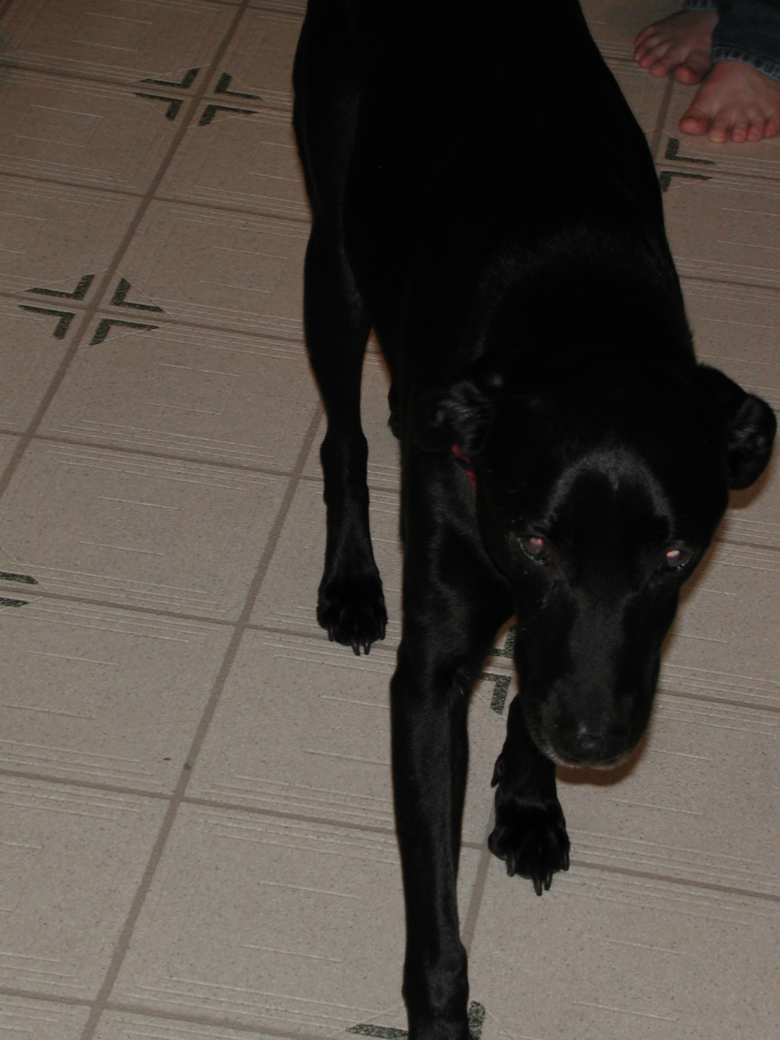 DSCN6106.JPG, 527946 bytes, 1/11/03