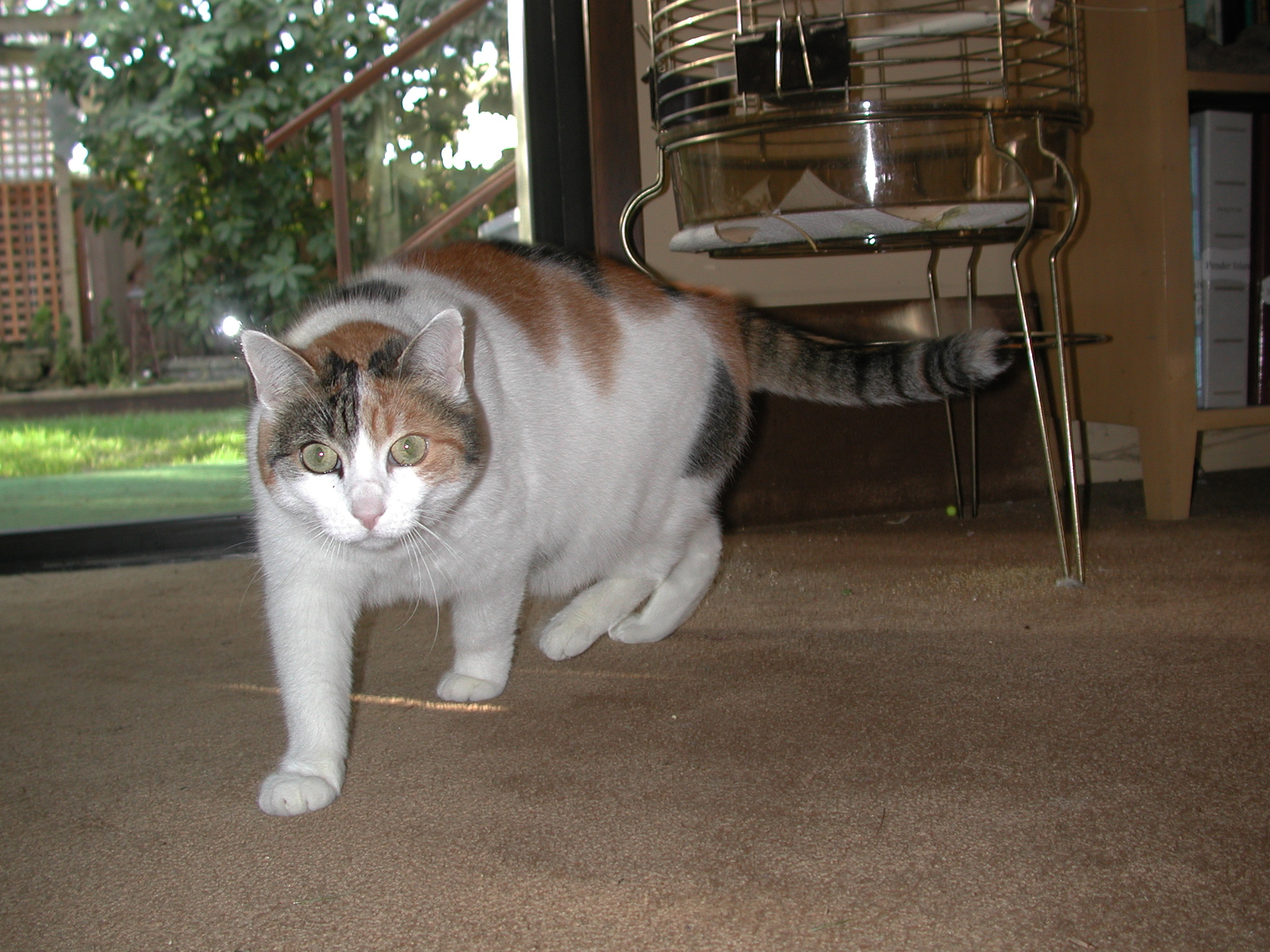 DSCN6167.JPG, 1017244 bytes, 1/05/03