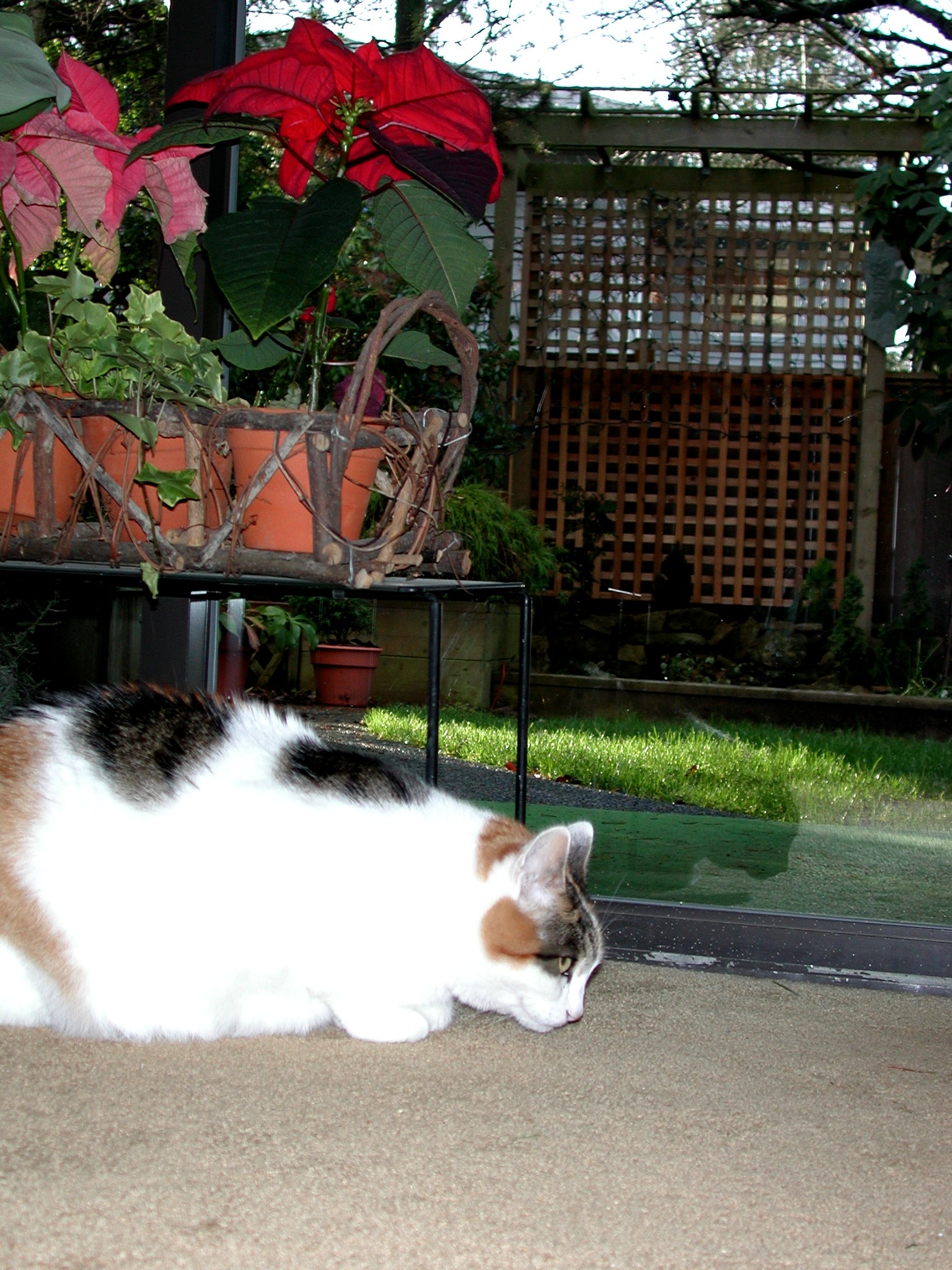 DSCN6170.JPG, 822520 bytes, 1/11/03