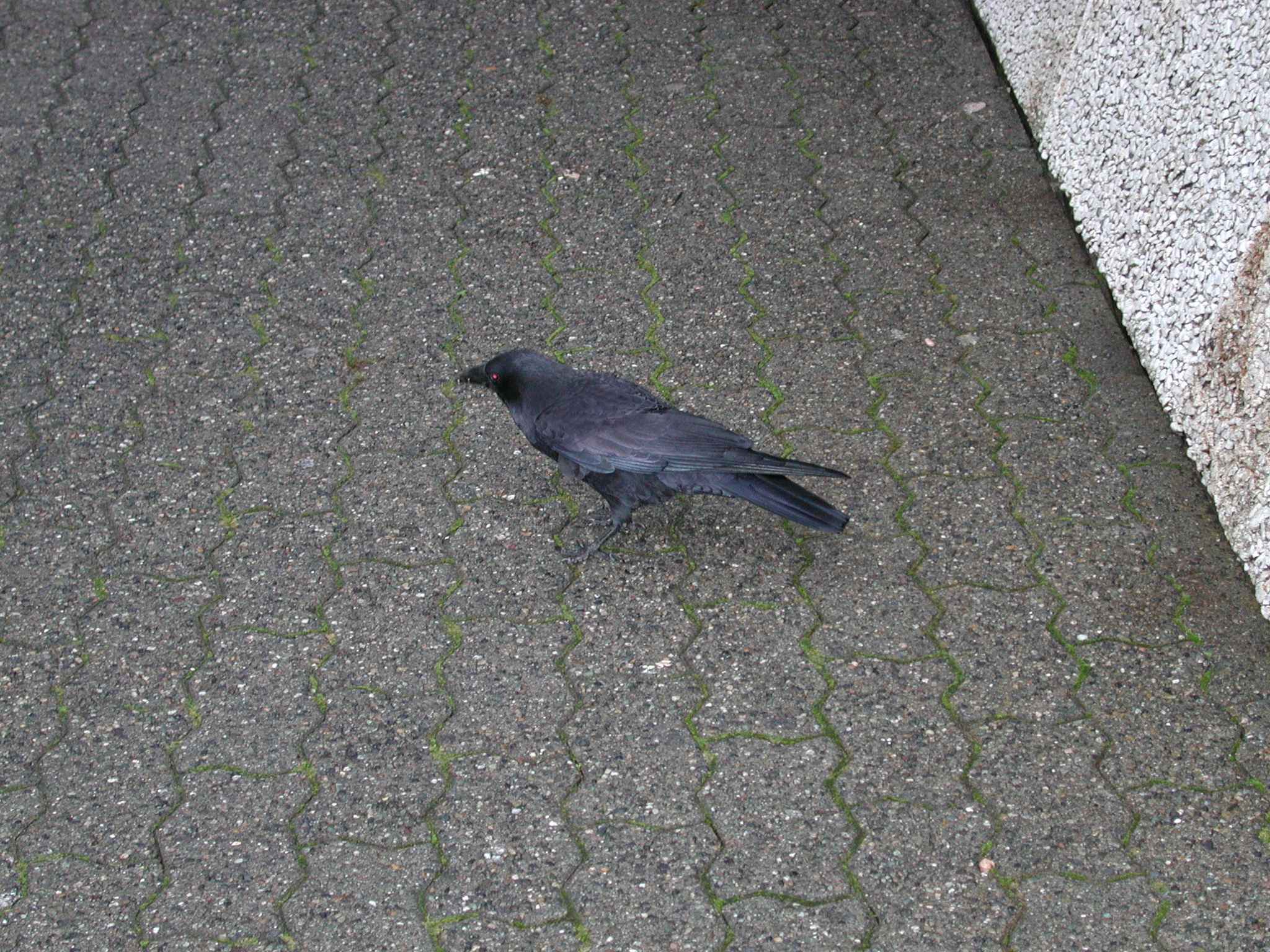 DSCN5568.JPG, 1136559 bytes, 11/11/02