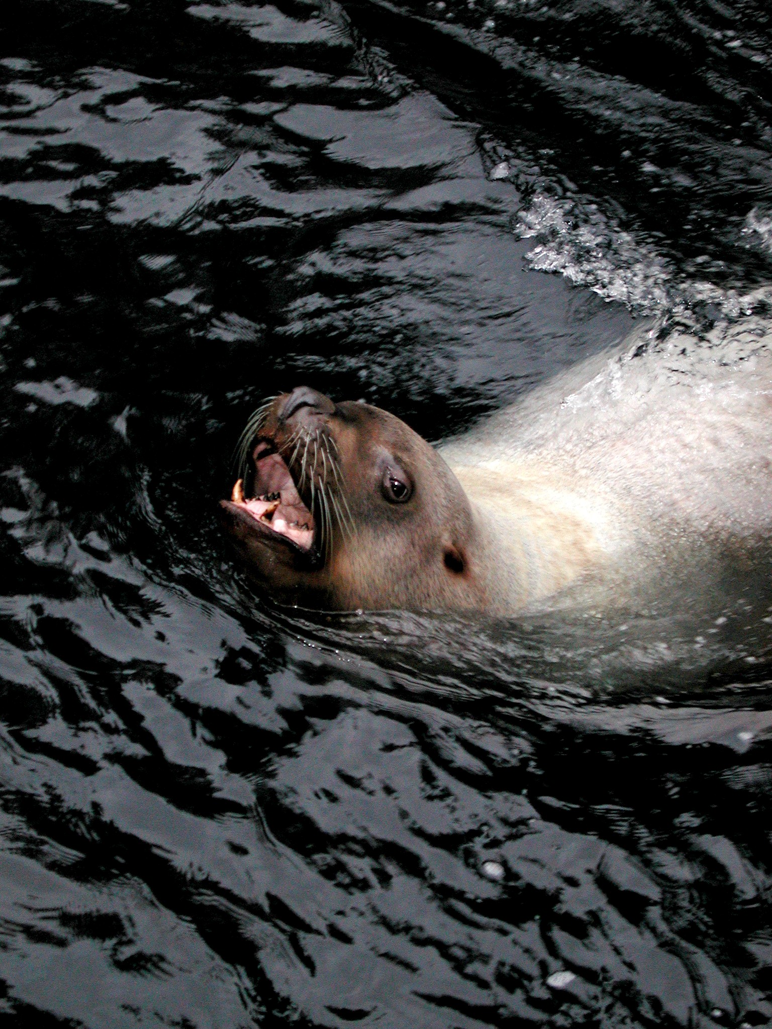 DSCN5618.JPG, 875073 bytes, 12/27/02